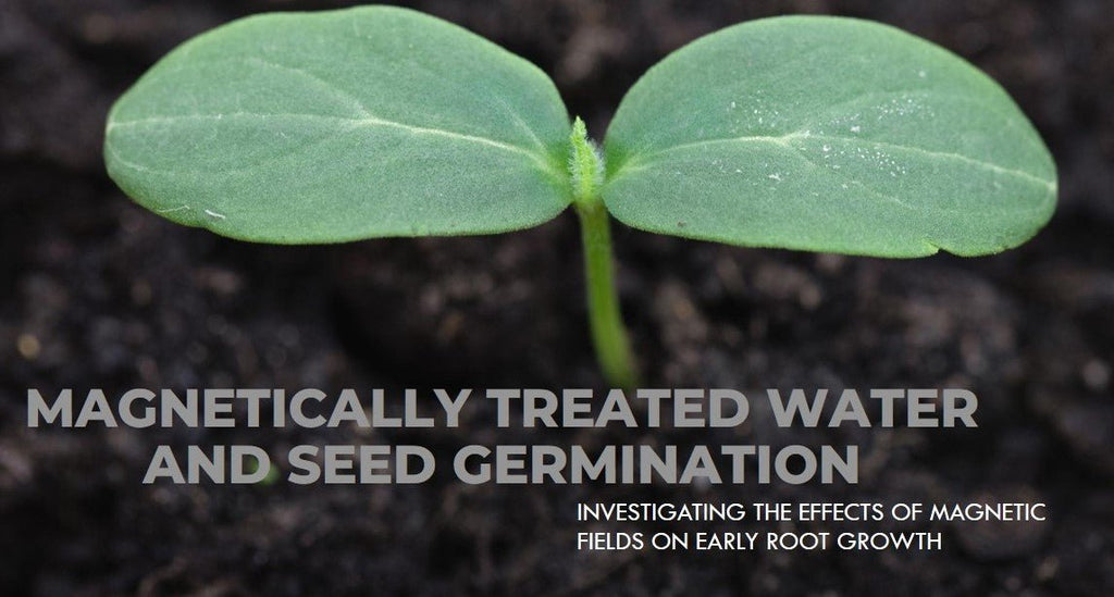 The Effects of Magnetically Treated Water on Seed Germination and Early Root Growth