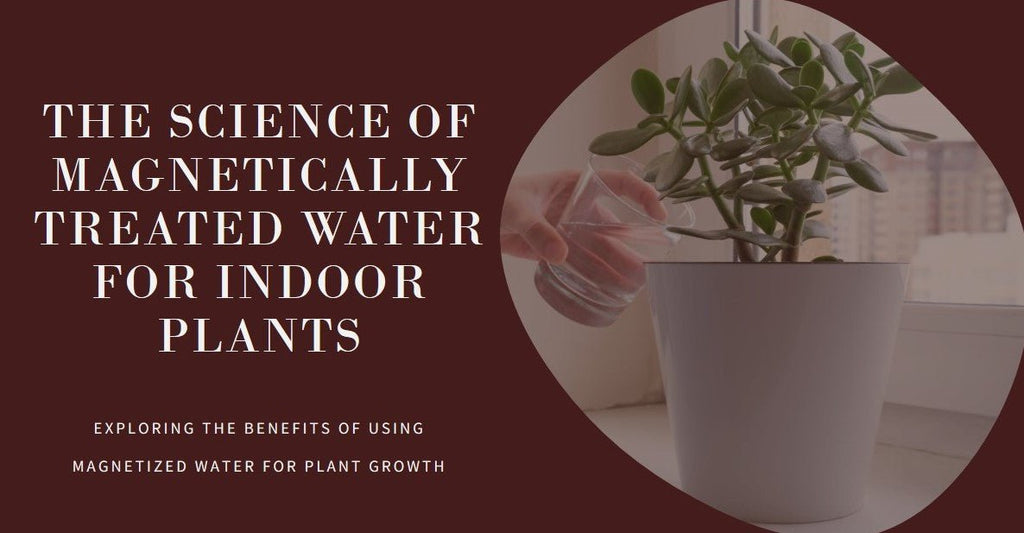 The Science Behind Using Magnetically Treated Water for Indoor Plants