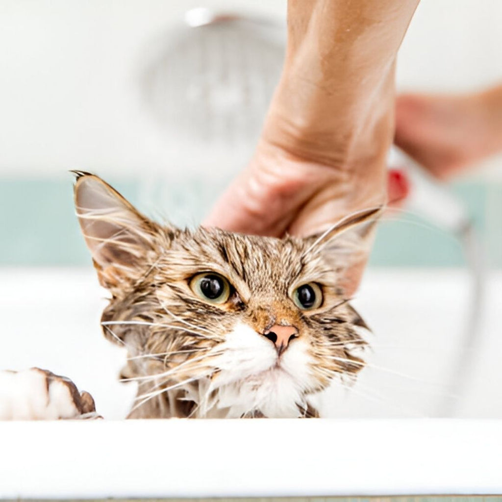 Unlocking Freedom: Atmospheric Water Generators for Self-Sufficiency