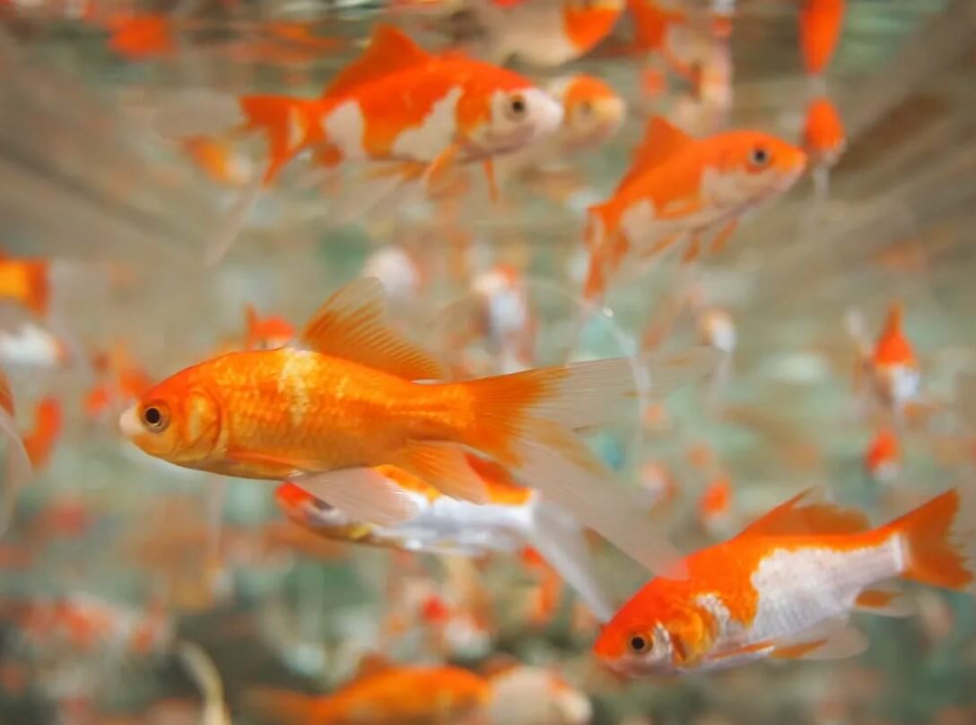 Water Softener for Fish Tanks - Quality Water Treatment